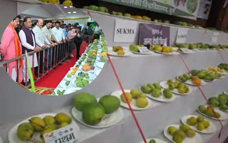 Raipur Mango Festival: 'मियाजाकी' आम की धूम, कीमत 3.45 लाख प्रति किलो, आमजन के लिए 200 से अधिक वैराइटी का प्रदर्शन