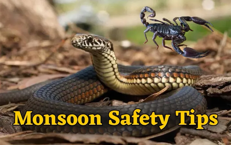 Monsoon Snake Safety Tips: बारिश में घर में घुस आए सांप बिच्छू तो बिना डरे, दूर भगाने के लिए करें ये उपाय