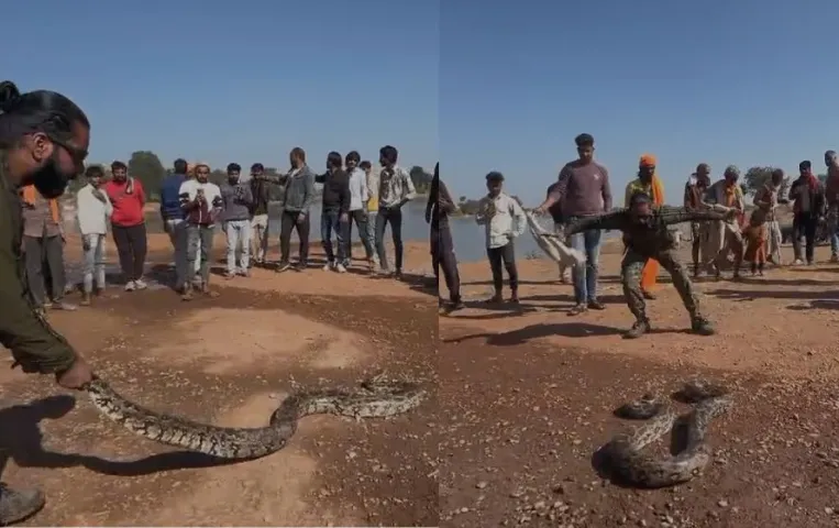 Shivpuri News: तालाब किनारे 12 फीट अजगर देख लोगों की अटकी सांसें, स्नेक कैचर सलमान पठान ने रेस्क्यू कर जंगल छोड़ा