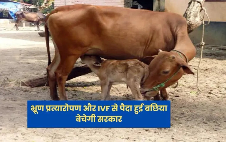 MP में पशुपालन विभाग बेचेगा गाय की बछिया, पालन और दुग्ध उत्पादन बढ़ाने होंगे कोर्स