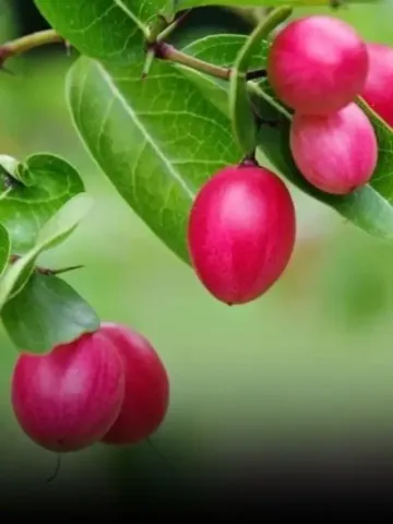 Karonda fruit health benefits hindi news