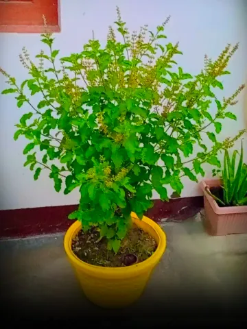 Tulsi Manjri 8