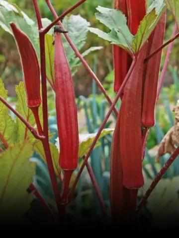 lal bhindi ki kheti Red Bhindi Farming 1 kg price