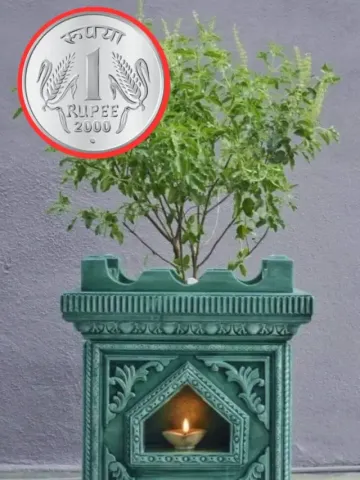 1 Rupee Coin Tulsi Plant Jyotish Tips