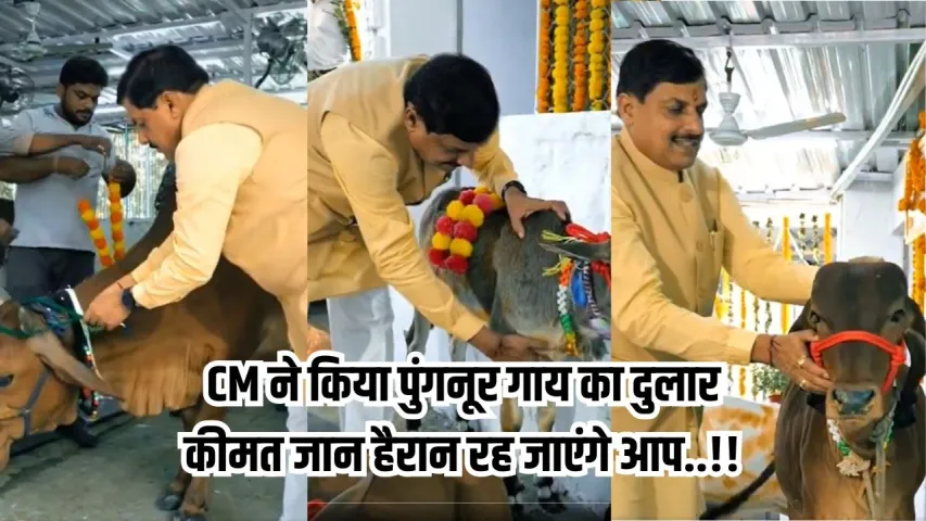 CM हाउस में मोहन की गौशाला: दिवाली पर CM मोहन यादव ने की गौ सेवा,  पुंगनूर गाय का भी किया दुलार,जानें इस गाय की खासियत