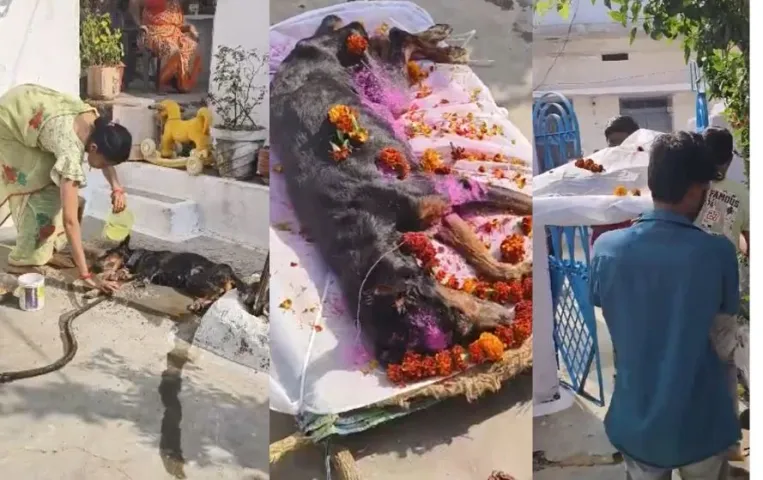Seoni News: सिवनी में परिवार ने पालतू कुत्ते की मौत पर निकाली शव यात्रा, रीति-रिवाज से किया अंतिम संस्कार