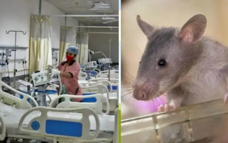Indore MY Hospital Rat Bite Case: MYH अस्पताल में चूहों का आतंक, दूसरे बच्चे की भी मौत  मानवाधिकार आयोग ने मांगा जवाब