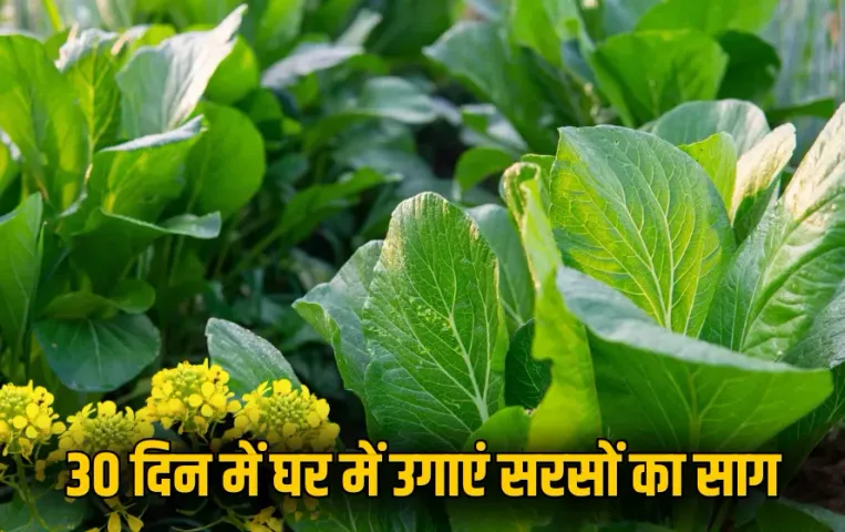 Mustard Greens Growing Tips: सर्दियों से पहले घर में उगाएं सरसों का साग, सिर्फ 30 दिन में होगा तैयार, जानें कैसे