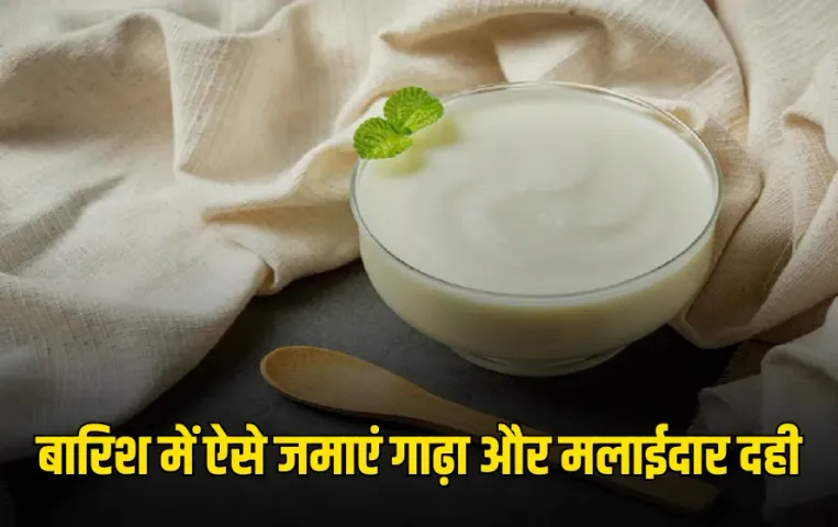 Creamy Curd Tips : बारिश में जमाना है गाढ़ा और मलाईदार दही? तो अपनाएं दादी-नानी के ये नुस्खे