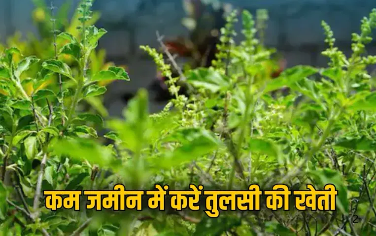 Tulsi Farming: कम जमीन में करें तुलसी की खेती, मिलेगा ज्यादा मुनाफा, जानें कैसे करें शुरुआत