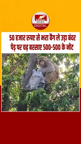 नोटों से भरा बैग ले उड़ा बंदर, पेड़ से करने लगा पैसों की बारिश, लूटने में व्यस्त रहे लोग