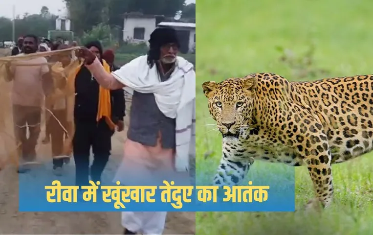 MP News: एमपी के इस गांव में आदमखोर तेंदुए की दहशत, ड्रोन से हो रही निगरानी, जाल लेकर जंगल पहुंचे भाजपा नेता