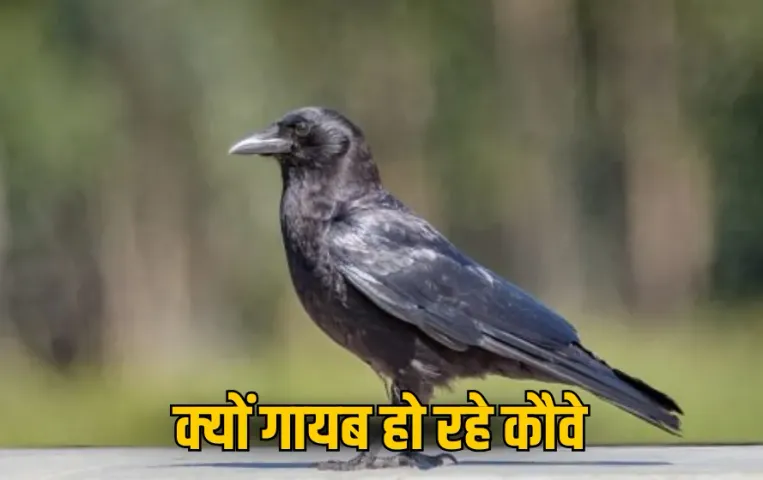 Crow Disappearing Lifespan: क्यों हो रहे कौवे शहरों से गायब?, कितने साल तक रहता है जिंदा, जानें सब कुछ