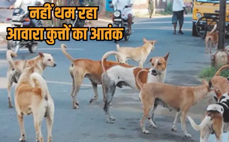 Gwalior Stray Dog Attack: घर के बाहर खेल रहे बच्चे को स्ट्रीट डॉग ने बुरी तरह नोचा, चेहरे पर गंभीर चोट,अस्पताल में भर्ती