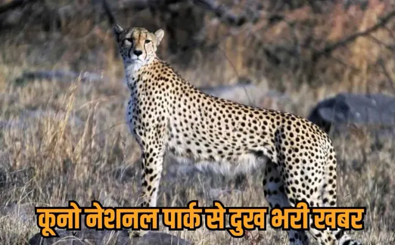 MP के कूनो में एक और चीते की मौत: ज्वाला की 20 महीने की शावक मृत मिली, प्रबंधन बोला- तेंदुए से झड़प में गई जान