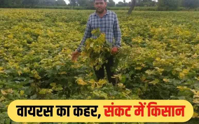 Yellow Mosaic Virus: MP में मूंग की फसल पर पीला मोजेक वायरस का कहर, बढ़ी किसानों की परेशानी, इन जिलों में हाल-बेहाल.!