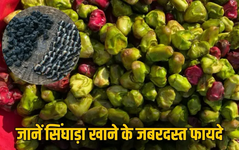 Singhada Health Tips: ठंड में सिंघाड़ा खाने के हैं चमत्कारी फायदे,  पाचन से लेकर इम्यूनिटी तक हर हिस्से को देता है ताकत