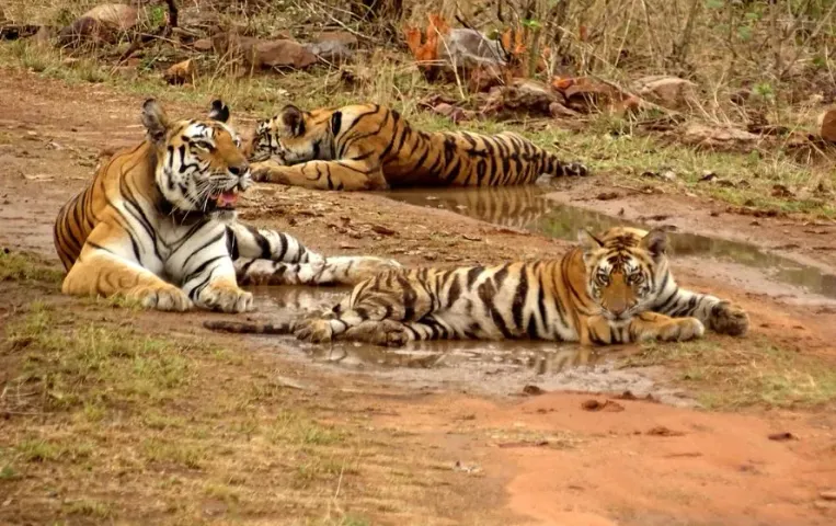 पन्ना टाइगर रिजर्व की आदमखोर टाइगर फैमिली: 3 बाघ शावकों ने महिला को बनाया शिकार, घसीटकर ले गए शव