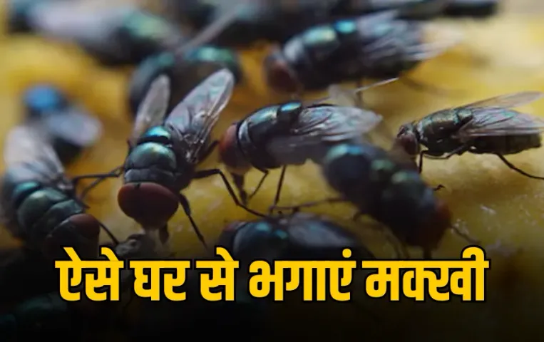 Rainy Season Hygiene Tips: मानसून में मक्खियों से हैं परेशान? अपनाएं ये असरदार घरेलू उपाय
