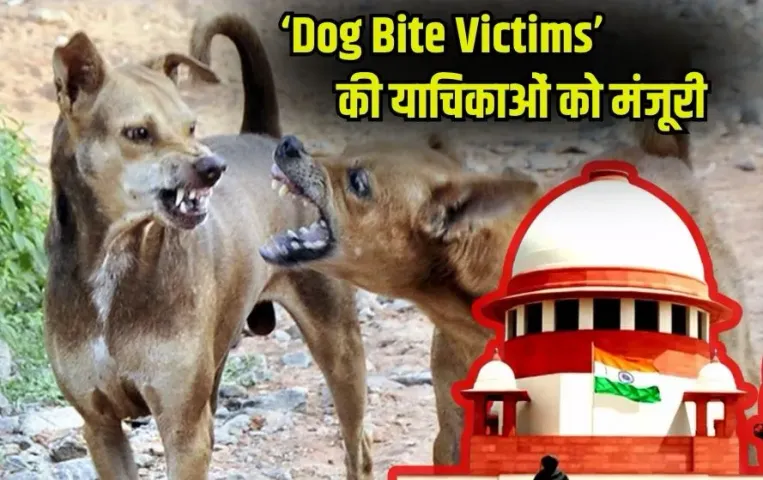 supreme-court-stray-dogs-feeding-ban-government-buildings-7-nov-hearing hindi news zxc (1)