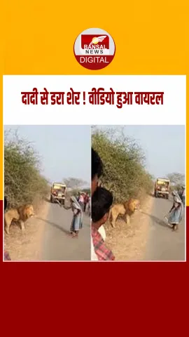 Viral Video: दादी ने छड़ी से शेर को भगाया, लोग बोले — हिम्मत को सलाम