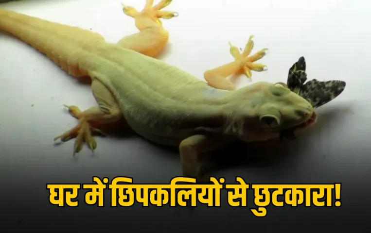 Tips and Tricks: बार-बार दीवारों पर दिखती हैं छिपकलियां? अपनाएं ये असरदार घरेलू नुस्खे, मिलेगा राहत