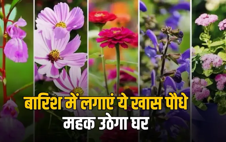 Monsoon Special Plants for Home: बारिश में लगाएं ये खास पौधे, फूलों से महक उठेगा घर, नहीं आएगी सीलन की बदबू