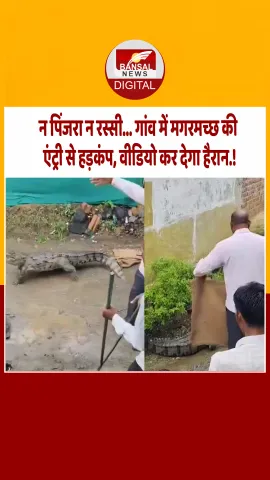 नीमच: जैसे ही डाली बोरी, तेज रफ्तार से भागा मगरमच्छ, बिना पिंजरा-रस्सी के रेस्क्यू करने पहुंची टीम