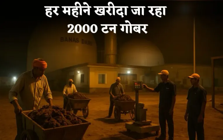हर महीने खरीदा जा रहा 2000 टन गोबर