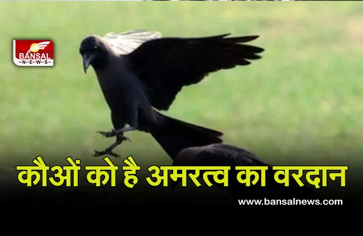 Pitra Pksha 2021 Importence of Crow : जानिए पितरों में कौए को ही खिलाने का क्यों हैं महत्व
