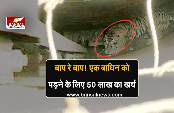 दरियादिली: बाघिन को पकड़ने में खर्च किए 50 लाख, 15 महीने बाद किया गया सफल रेस्क्यू