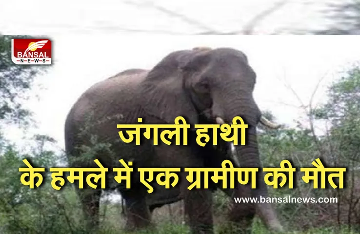 CG NEWS: जिले में जंगली हाथी का आतंक, एक बुजुर्ग ग्रामीण की मौत