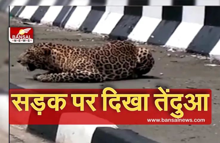 MP NEWS: तेंदुए ने आधे घंटे के लिए रोका ट्रैफिक,फुटपाथ पर बैठा रहा, राहगीरों ने बनाए वीडियो