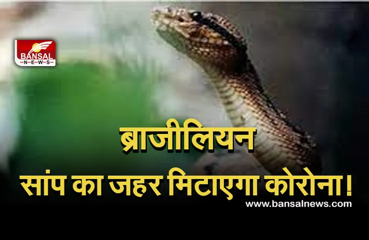 Coronavirus Studie jararacussu pit viper : सांप के जहर से होगा कोरोना का इलाज! शोधकर्ताओं को मिली चौंकाने वाली जानकारी।