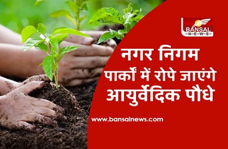 कोरोना इफेक्ट: अब नगर निगम के पार्कों में रोपे जाएंगे तुलसी और अश्वगंधा