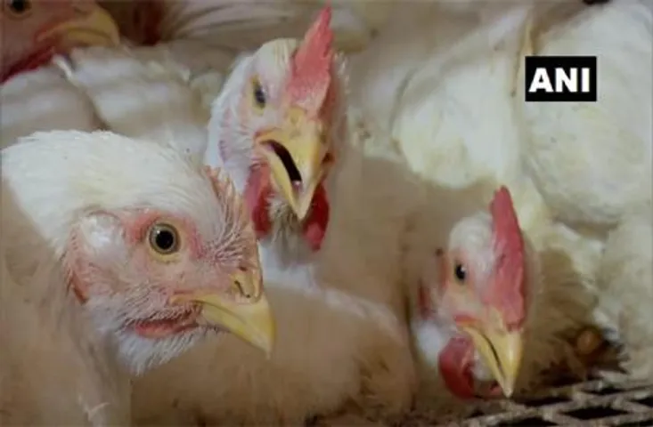 Bird Flu Impact: बर्ड फ्लू के दौरान चिकन और अंडा खाना कितना है सुरक्षित, जानें डॉक्टरों की राय
