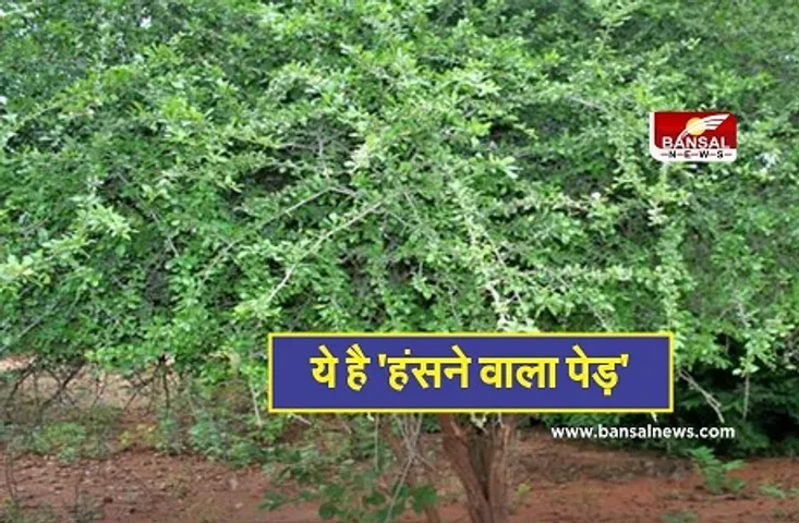 Laughing Tree: इस पेड़ को होती है इंसानों की तरह गुदगुदी, छूते ही मचलकर हंसने लगती है टहनियां, जानें इससे जुड़े रहस्य