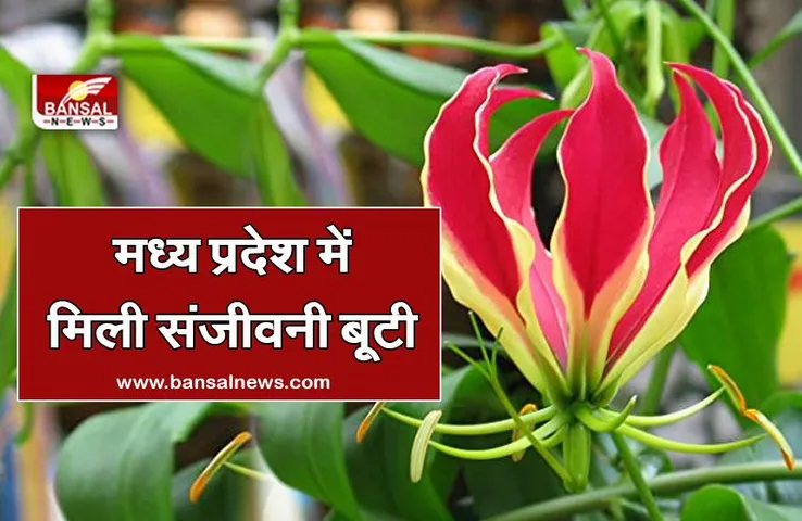 Mandsaur: मध्य प्रदेश में मिली संजीवनी बूटी, रामायण काल में हुआ था इस पौधे का इस्तेमाल!