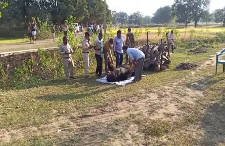 Shahdol Hunter News : शिकारियों ने जंगली भालू को उतारा मौत के घाट ,शव का पोस्टमार्टम कर किया दाह संस्कार