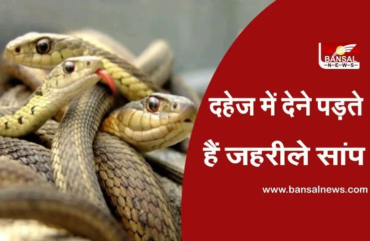 MP की अजब-गजब परंपरा: बेटी को दहेज में देने के लिए पिता को पकड़ना पड़ता हैं 21 जहरीले सांप, वरना शादी टूटने का रहता है डर