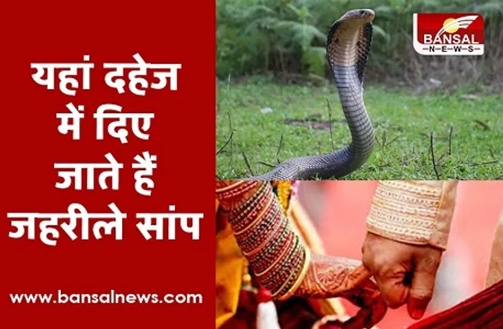 अनोखा रिवाज: मप्र में इस समुदाय के लोग आज भी दहेज में देते हैं 21 सांप, नहीं देने पर टूट जाता है रिश्ता!