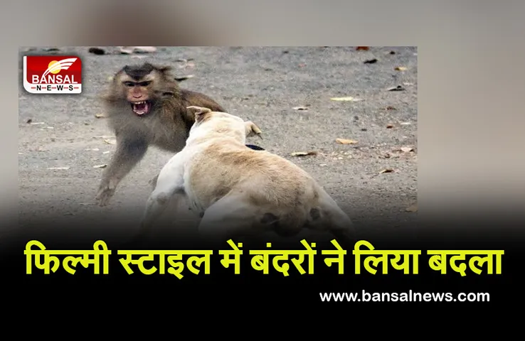 Monkey Vs Dog: बंदरों और कुत्तों के बीच गैंगवार, अब तक 250 की मौत..