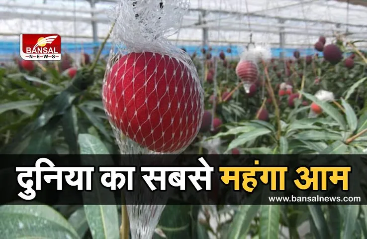 दुनिया का सबसे महंगा आम, कीमत इतनी कि एक किलो आम खरीदने में किडनी, लिवर सब बिक जाए!