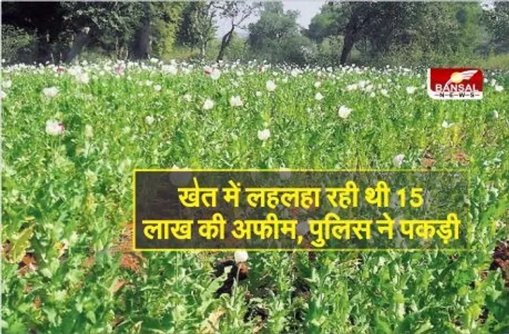Nashakhori Par Action: सरसों के खेत में लगाई 15 लाख की अफीम, नशे के सौदागरों के खिलाफ मामला दर्ज