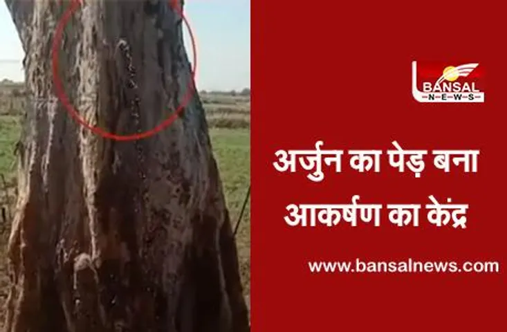 Arjuna Tree Chhattisgarh: छत्तीसगढ़ में अर्जुन के पेड़ से निकल रहा है पानी, जानिए क्या है इस पर विशेषज्ञ की राय