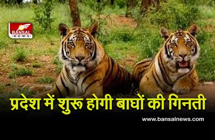 Tigers In MP: प्रदेश में फिर शुरू होगी बाघों की गिनती, अधिकारियों को दिया जाएगा प्रशिक्षण