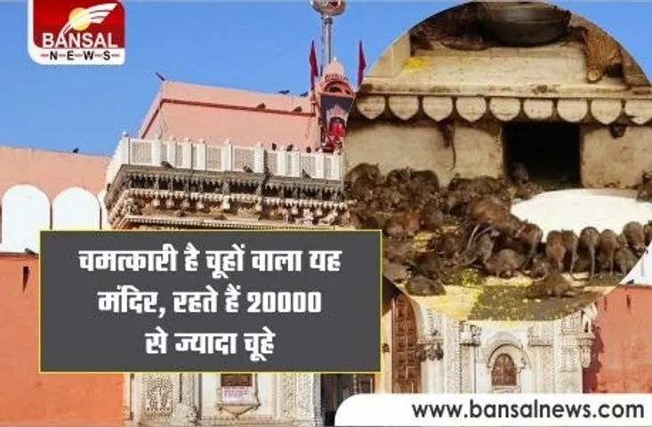 Karni Mata Mandir: इस मंदिर में बांटा जाता है चूहों का जूठा प्रसाद, सफेद चूहा दिखने पर पूरी होती है मनोकामना