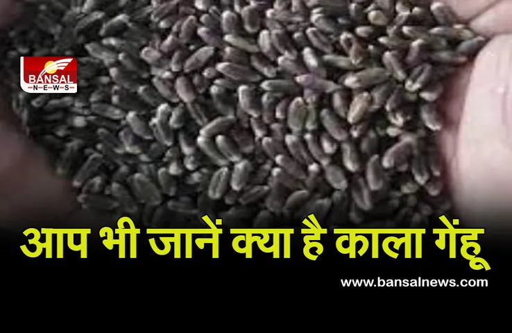 Black Genhu : क्या आप जानते हैं काले गेंहू की खासियत, ​इस बीमारी में होता है कारगार