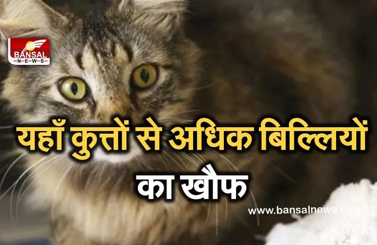 केरल में कुत्तों से अधिक बिल्लियों का खौफ