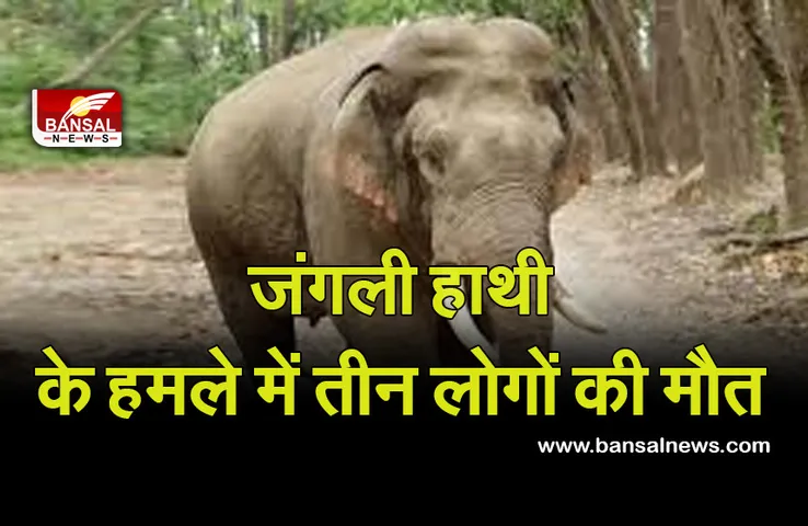 CG NEWS: इन जिलों में जंगली हाथी का आतंक, तीन लोगों की मौत